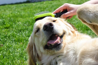 Welcome to Lily's Pet Corner – Everything Your Dogs and Cats Need