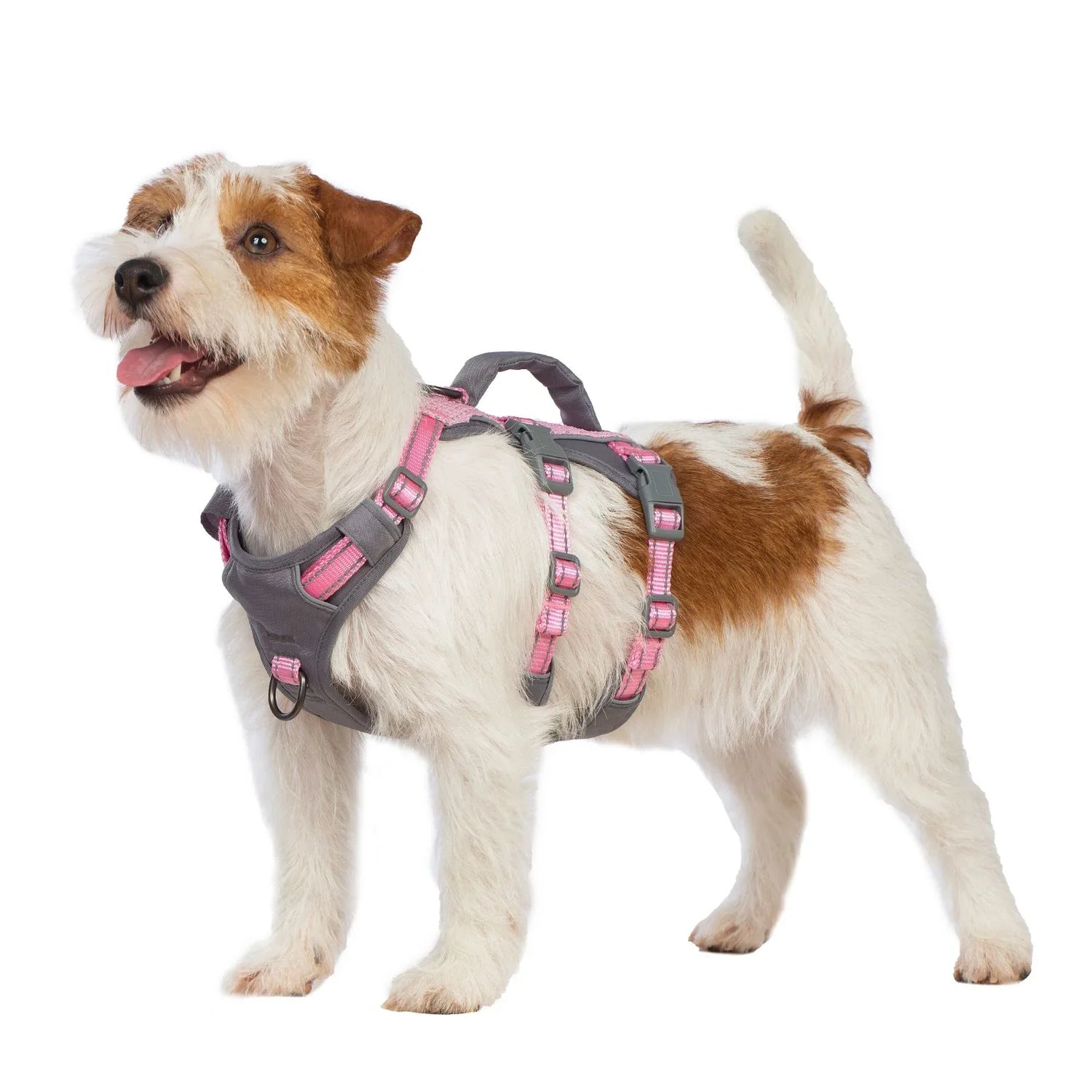 Dog Harnesses