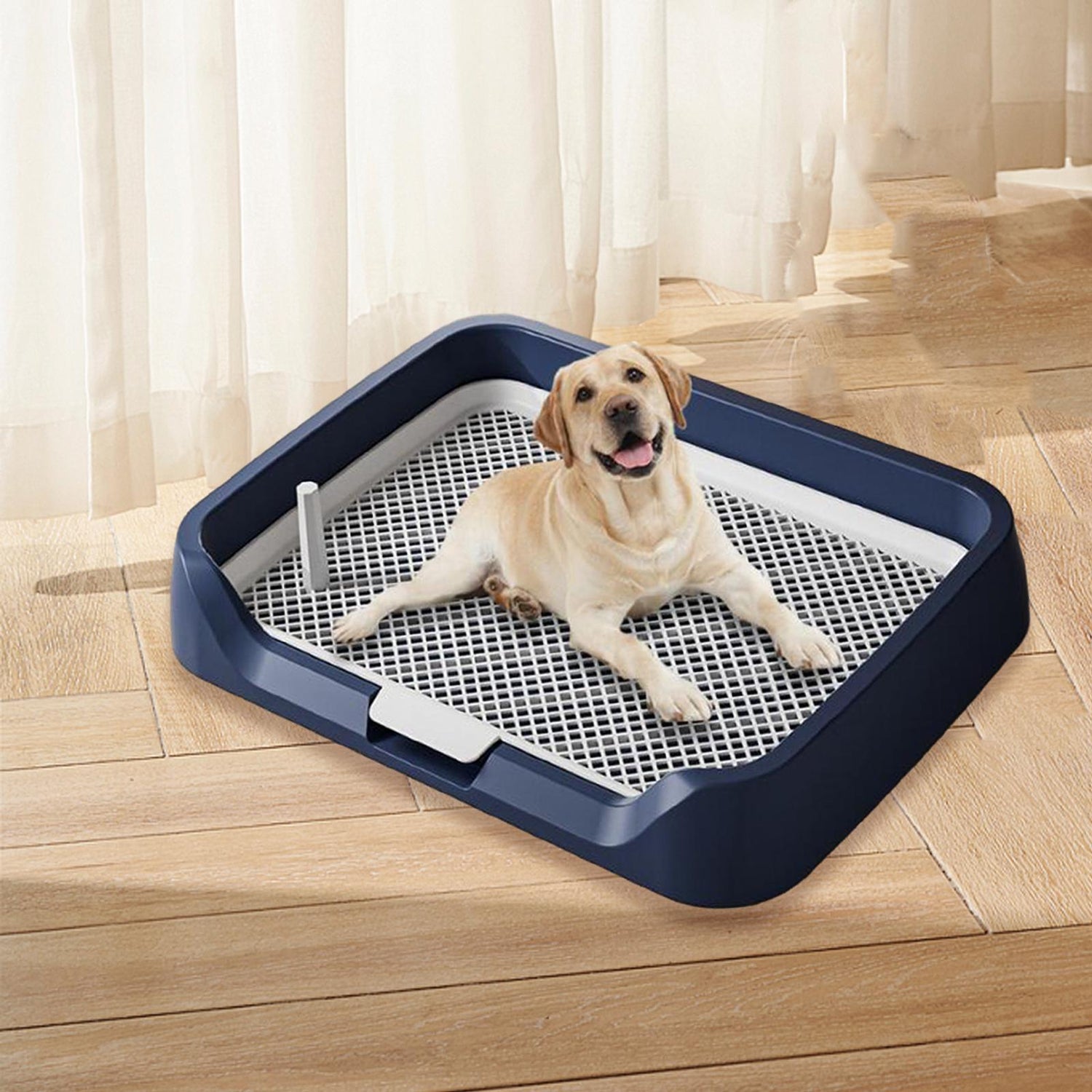 Dog Potty & Crate Training