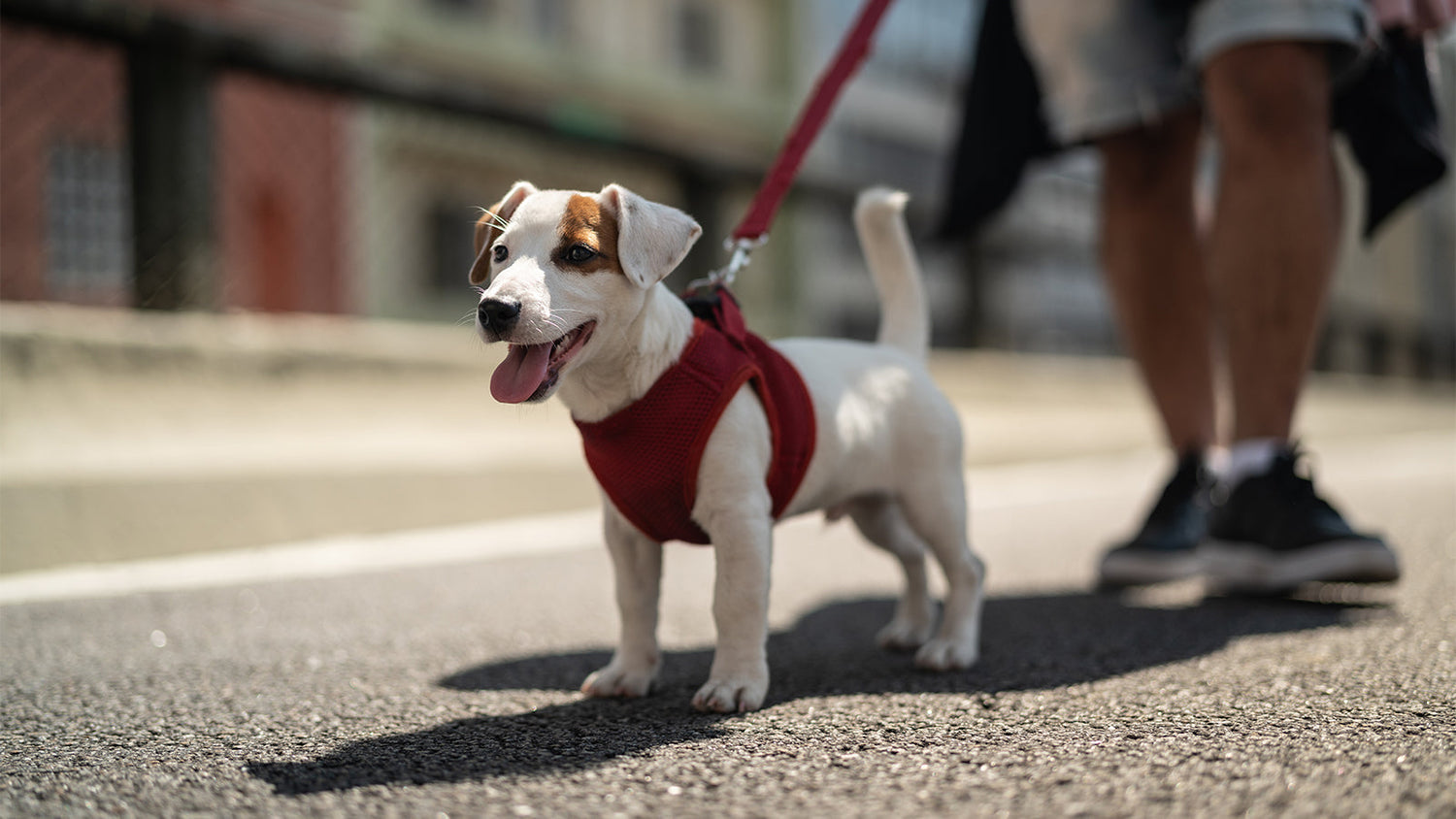 Collars, Leashes & More
